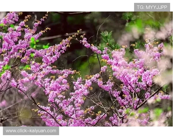 春日踏青必去赏花胜地推荐与实用评价指南